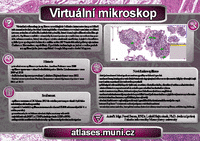 Virtuální mikroskop