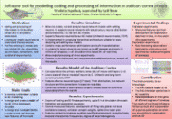 Software tool for modelling coding and processing of information in auditory cortex of mice