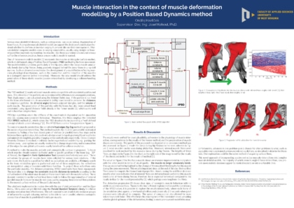 Muscle interaction in the context of muscle deformation
modelling by a Position Based Dynamics method